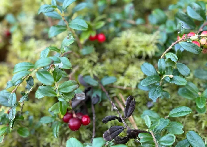 Paus Puhkemaja 别墅 Poosaspea